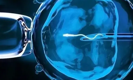 L-精氨酸能够促进卵子成熟