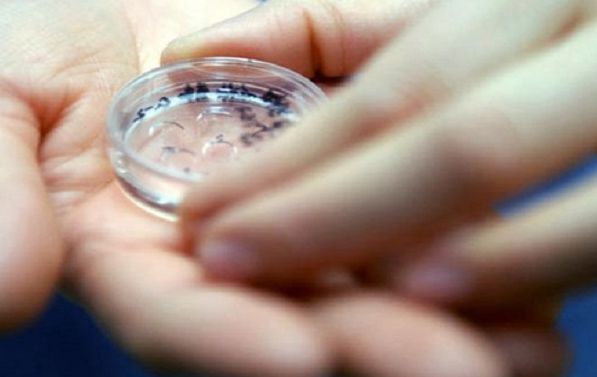 5个鲜胚养囊的成功率各有不同