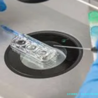 专业角度分享10种碱性蔬菜，改善酸性体质吃这些准有用