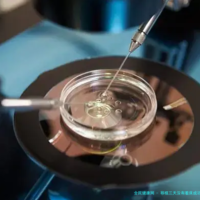 移植三天没有着床成功的胚胎是流出体外还是去哪里了？