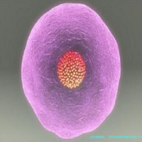 深圳试管助孕费用指南,HCG与甲状腺素检查助你科学备孕!