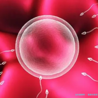 最新的泰国三代试管婴儿移植攻略