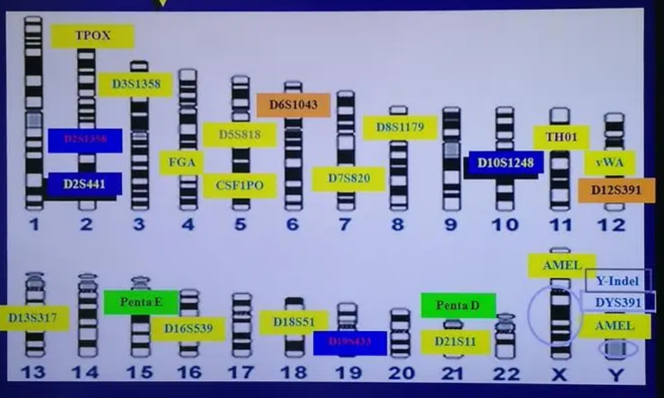 DNA是构成遗传特征的分子