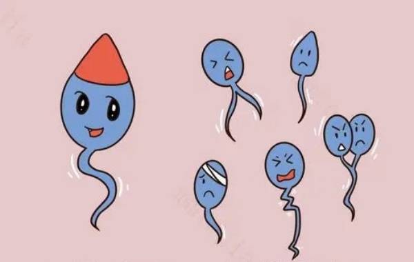 男性的精子分为死精和活精两种