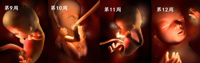 三月胎儿身体发育迅速