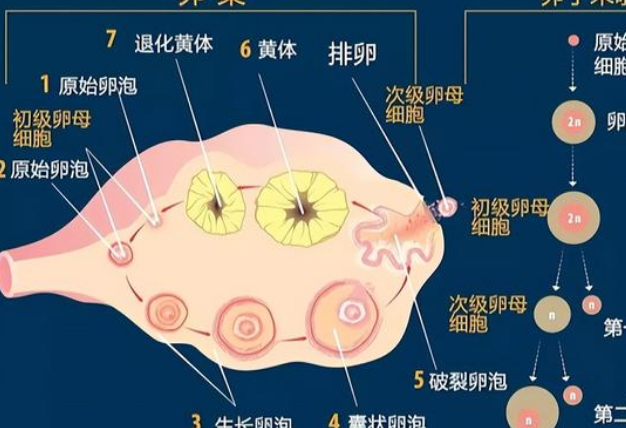 卵子排出后会遏制其他卵泡发育