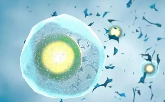 卵子透明带是卵细胞外层的重要结构