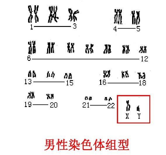 预防疾病意外发生男性染色体检查主要是查什么