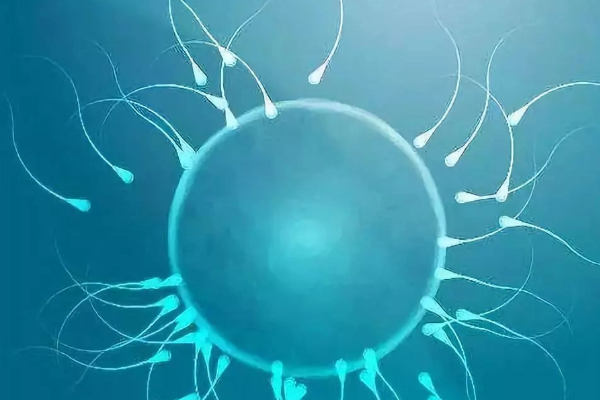 精子质量不好会导致囊胚异常
