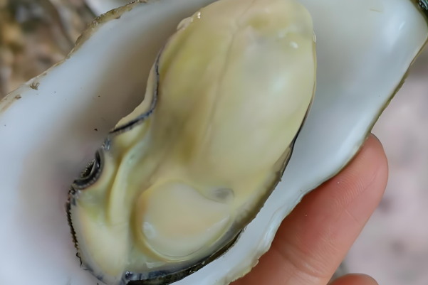 吃牡蛎可提升精子质量
