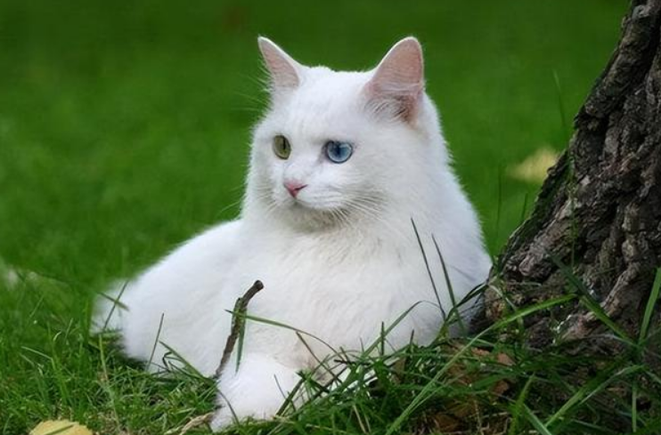孕期养宠物要保持清洁卫生