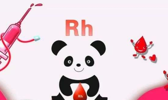 熊猫血很珍贵吗？是遗传父母基因的血型吗？