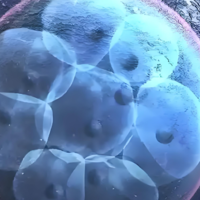 网上说的东南亚试管移植成功率很高的说法可靠吗？